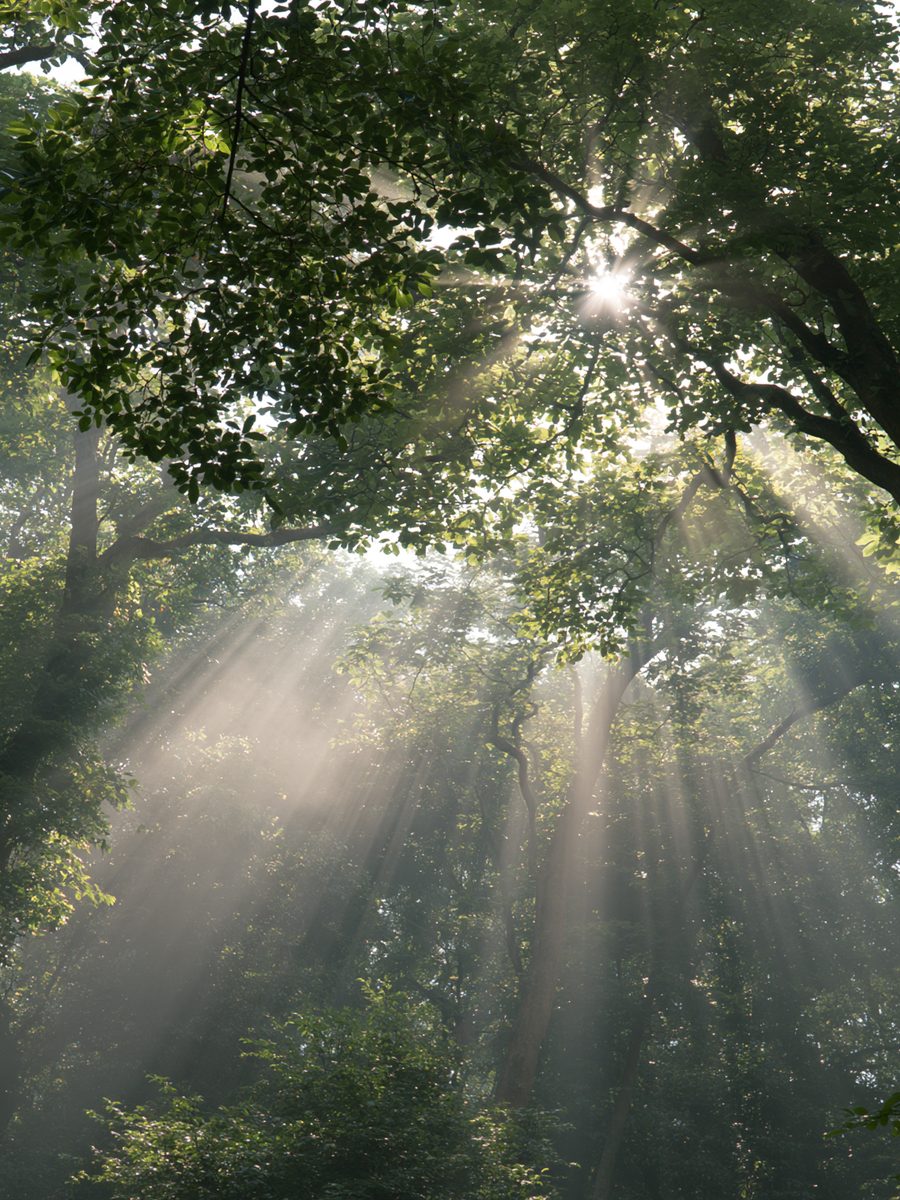 Morning light through a misty canopy.