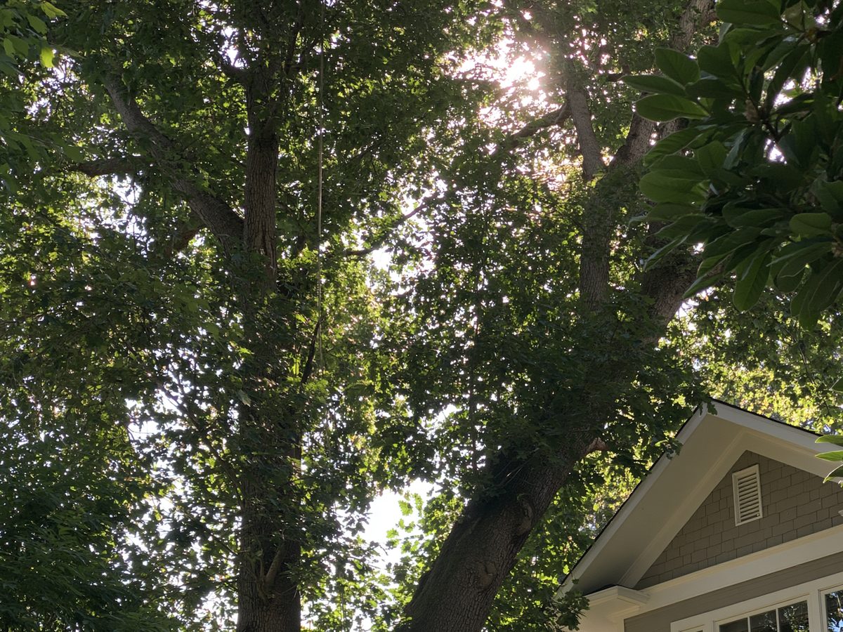 A tall tree growing tight against the corner of a house, being assessed from the ground.