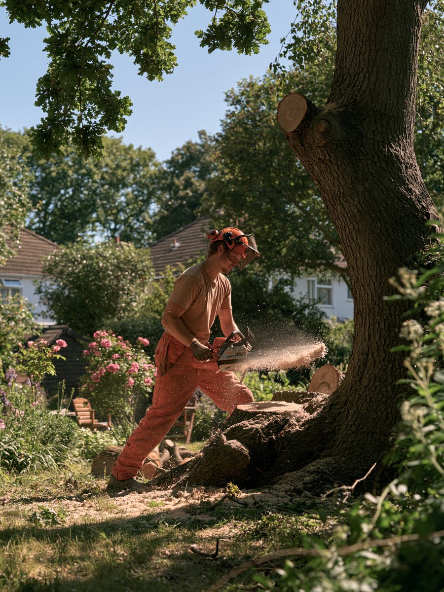 A tree surgeon making the felling cut low on a thick trunk, sawdust in the air.